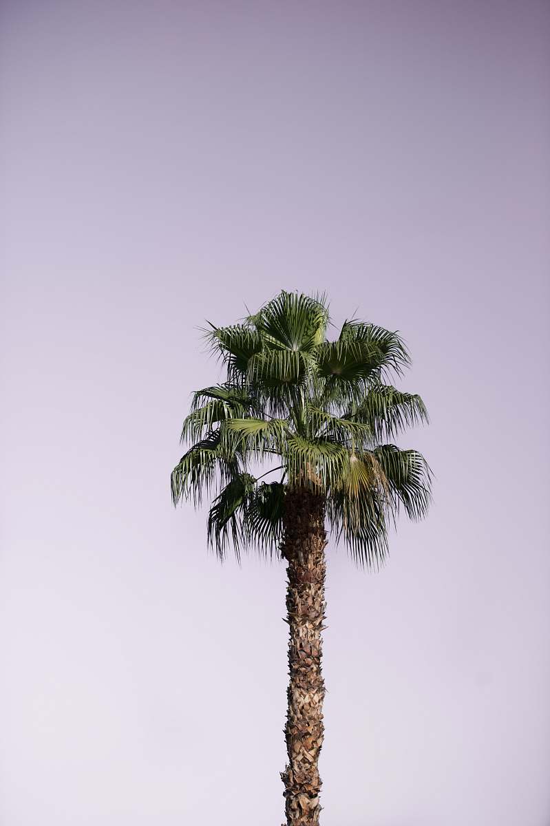 tree green and brown tree arecaceae